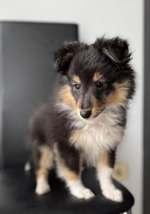 Owczarek szetlandzki ( sheltie )  FCI