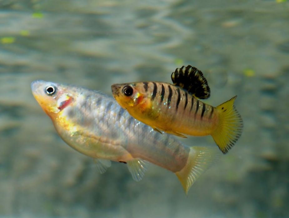 Limia nigrofasciata (limia pręgowana)