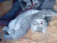 Продам котёнка  скотиш страйт