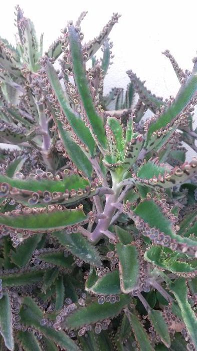 Kalanchoe Daigremontiana