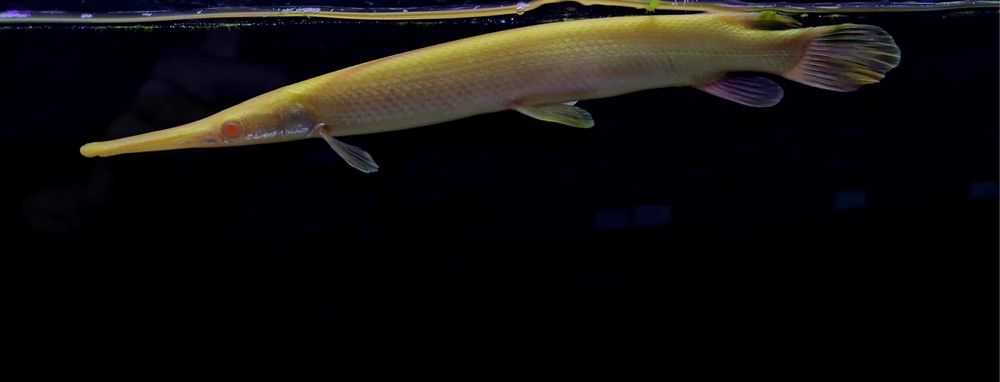 Niszczuka florydzka albino