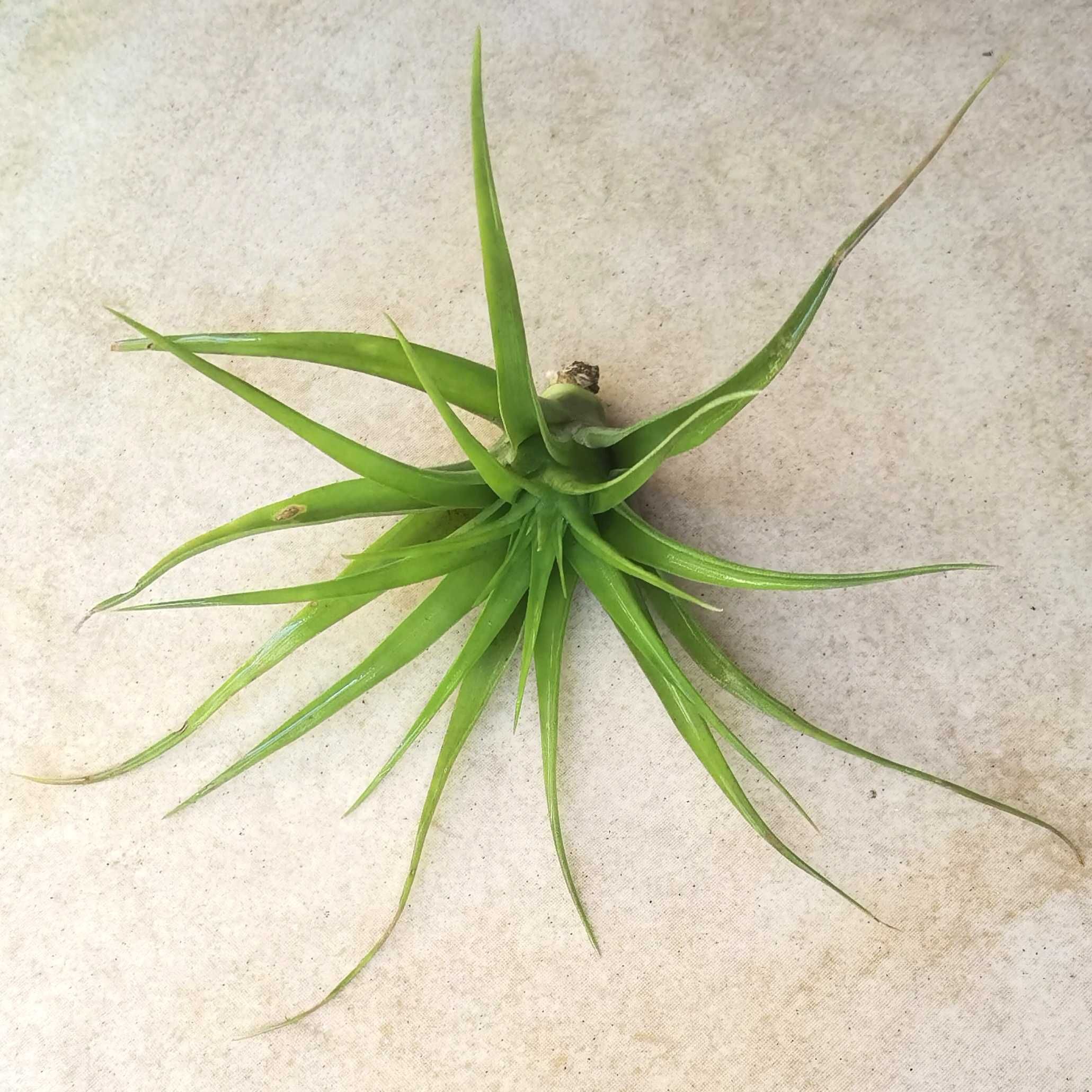 Tillandsia brachycaulos 13 cm