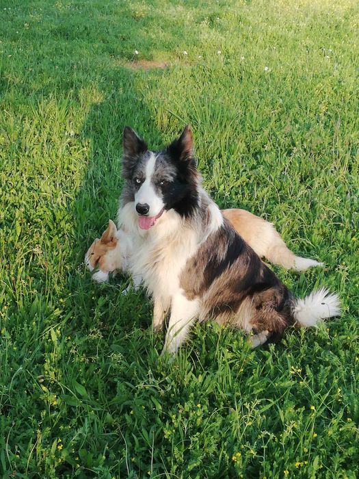 Border Collie Red Merle Vermelho Australiano Sable Blue