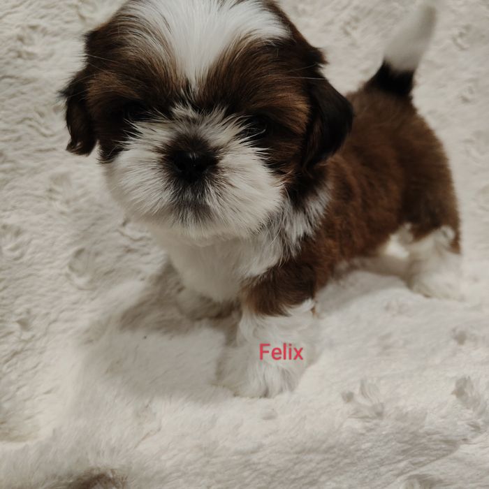 Felix pies chłopczyk Shih Tzu piękny szczeniak rodowód
