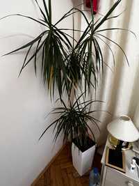 Duża biała doniczka + Dracena 170 cm