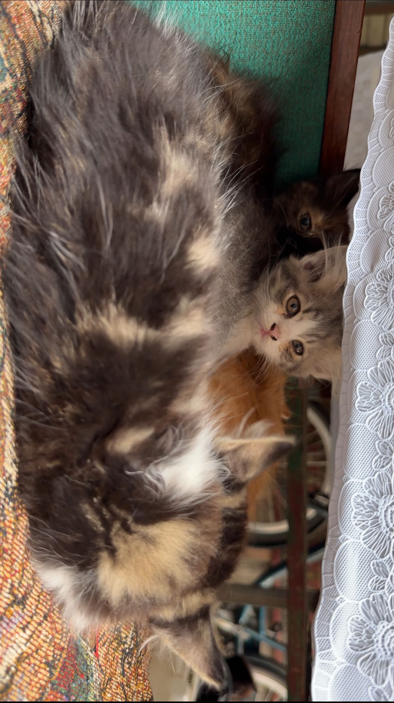 Безкоштовно Кошенята і Кошки