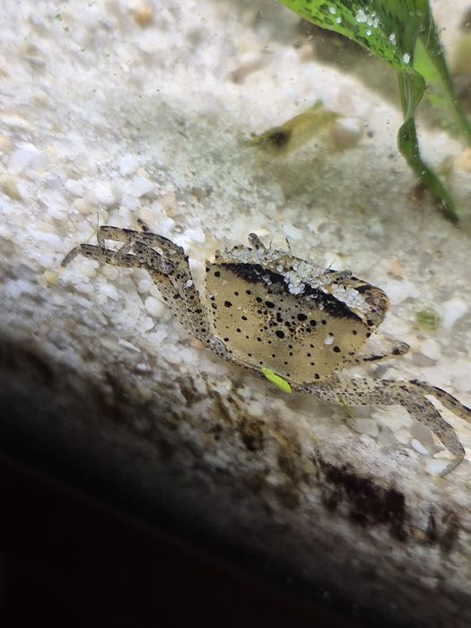 Kraby mekhong, krabik