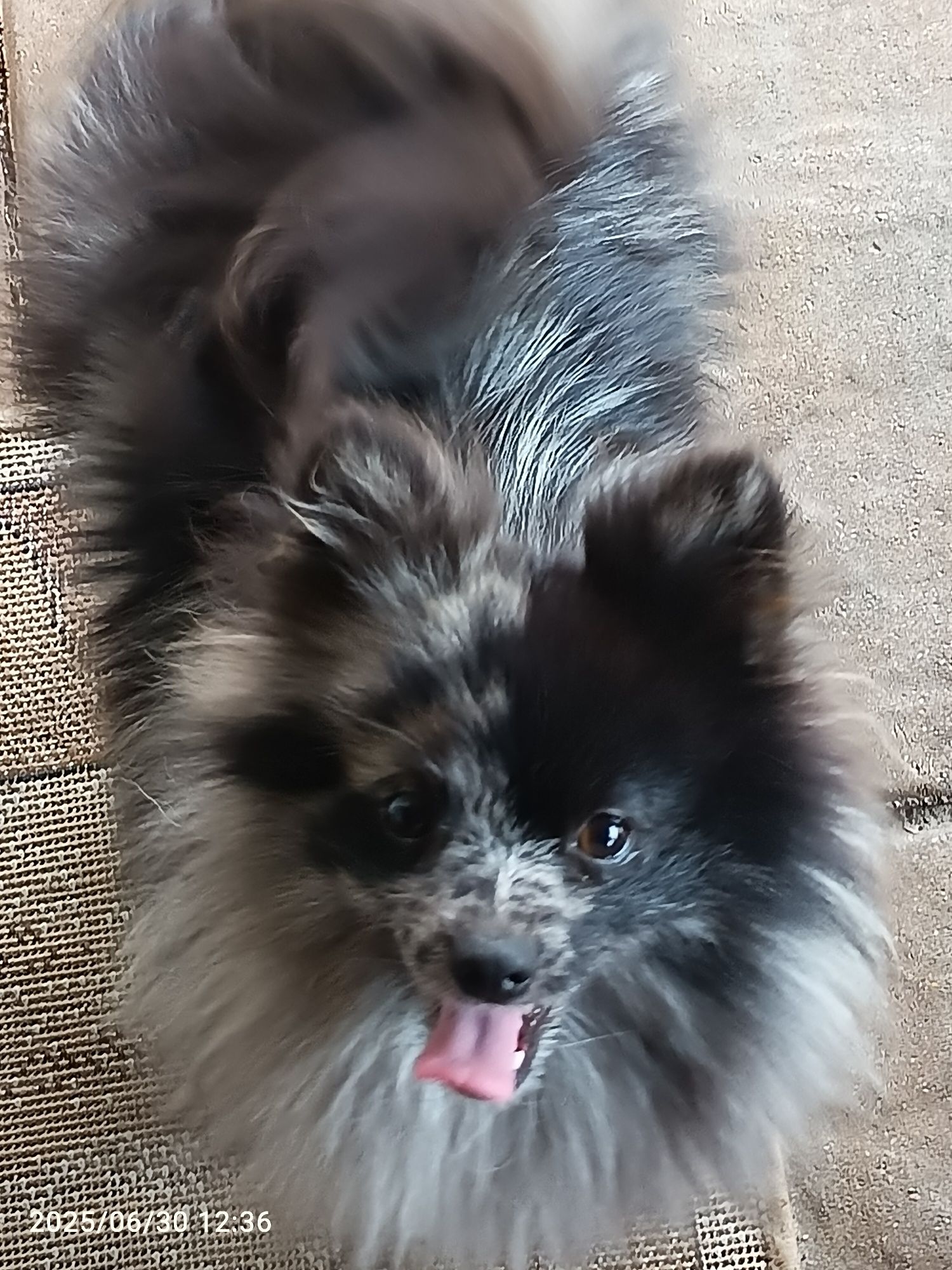 Szpic Mały - dziewczynka Blue Merle