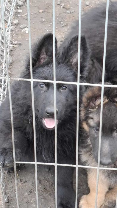 Owczarek niemiecki piesek szczenię