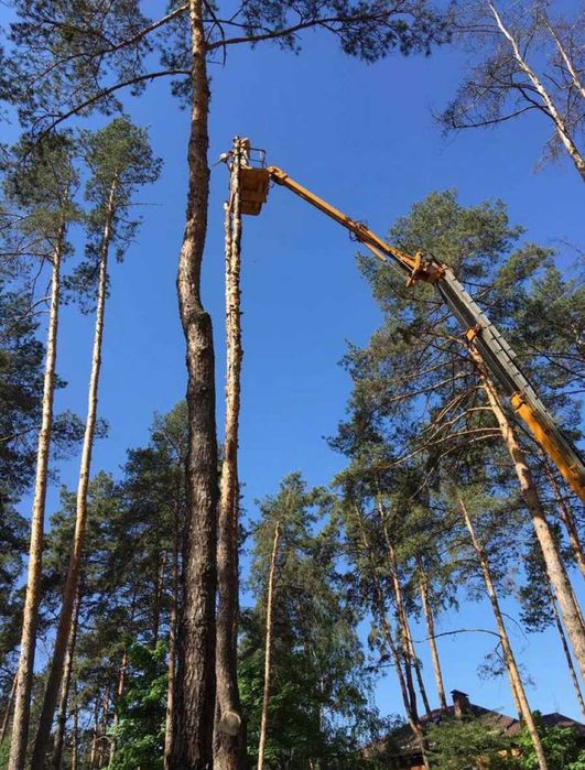 ТЕЛЕФОНУЙТЕ! Зрізання дерев, Кронування, Спил, Валка, Обрізка дерев