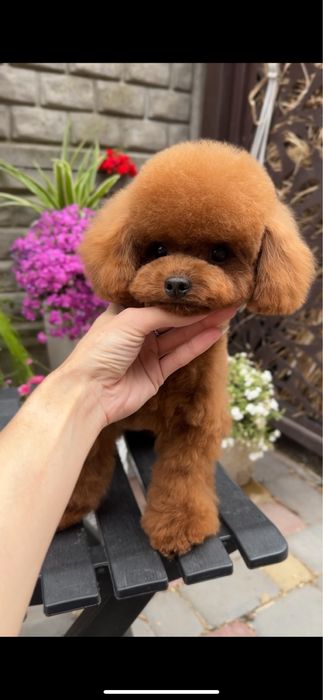 Той пудель хлопчик.