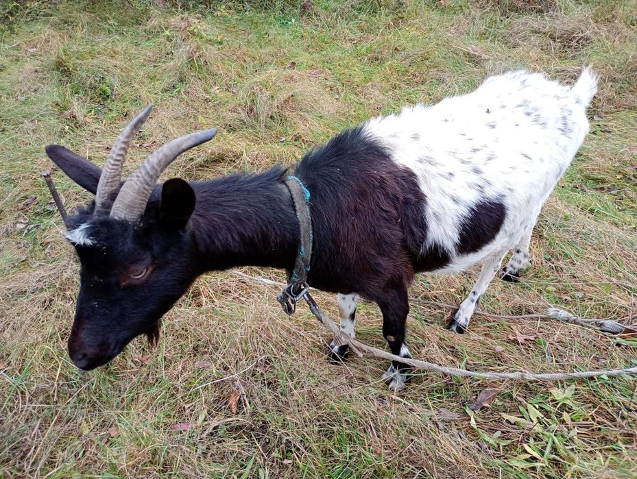 Продам молоду козу, кітна 3 місяці