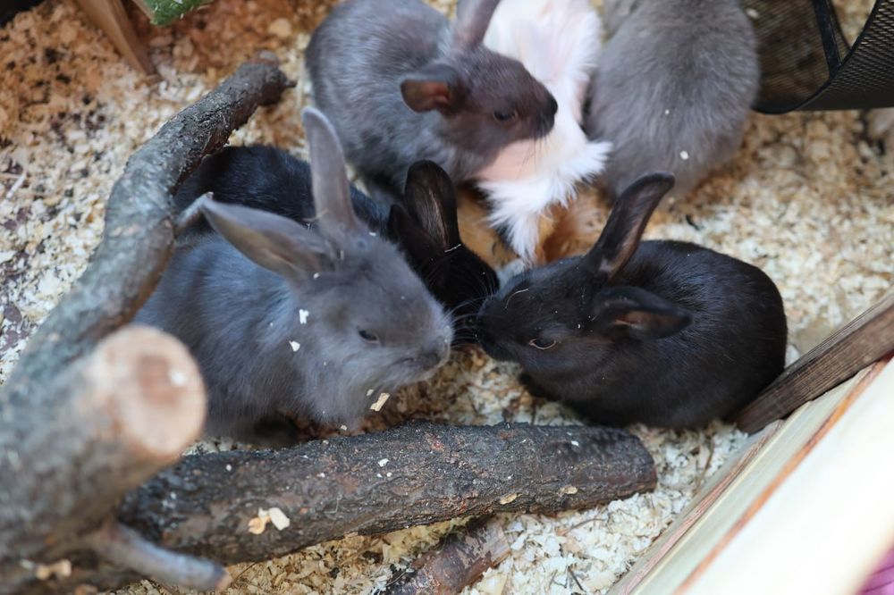 Вуслові, Львиноголові та Нідерландські декоративні кролики, мініатюрні