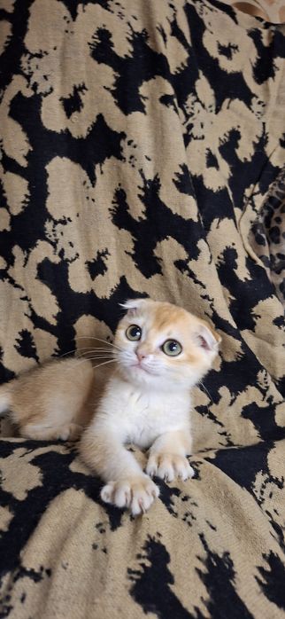 Золота шиншила кішка