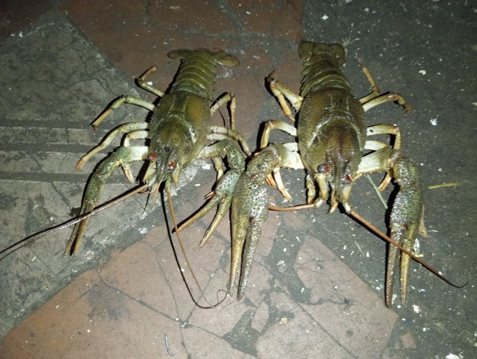 Раки живі озерні