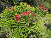 oleander w donicy duży