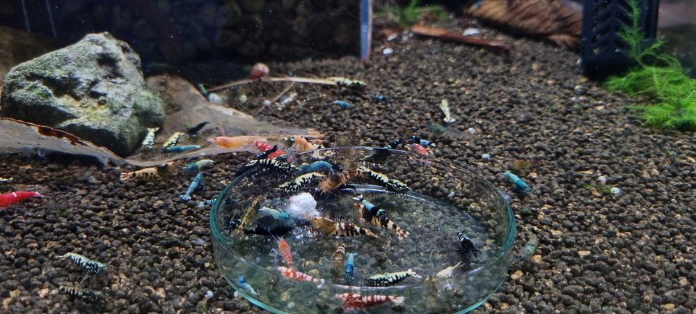 Krewetki Caridina Mix