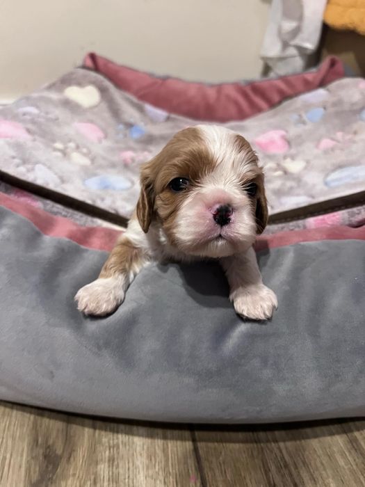 Cavalier King Charles Spaniel Zkwp FCI suczka
