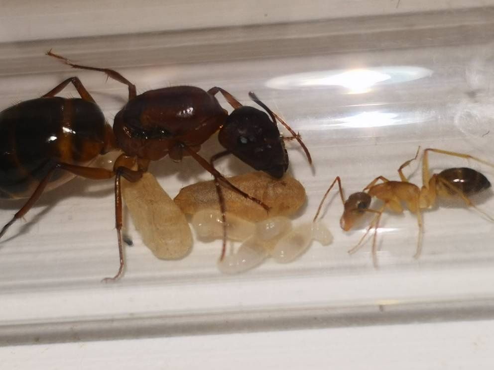 Formiga Rainha camponotus pilicornis