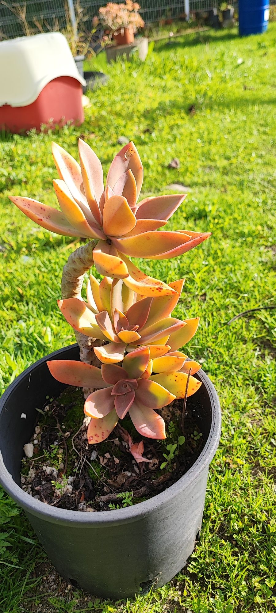 Planta suculenta