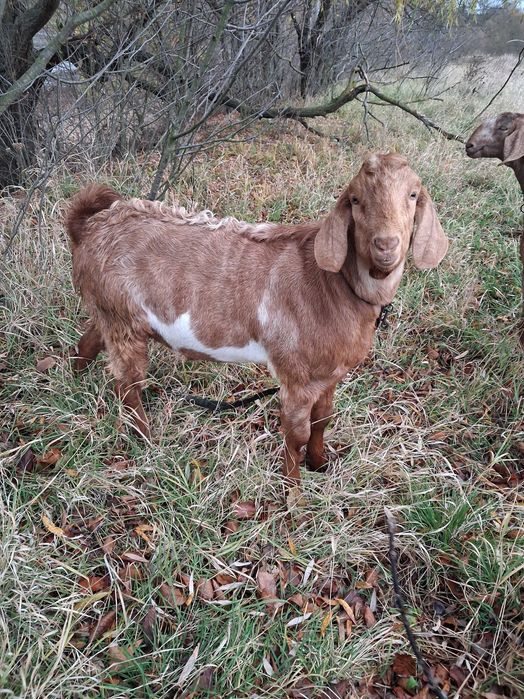 Продам Англонубійського цапа