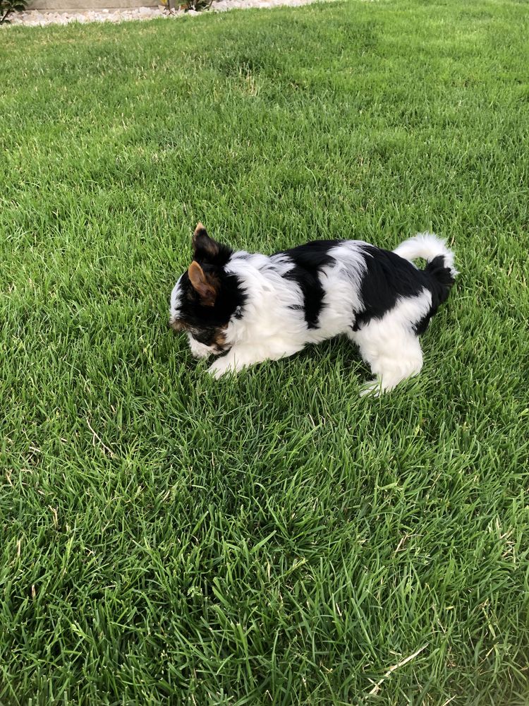 Yorkshre Terrier Biewer