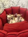 Chihuahua pieski