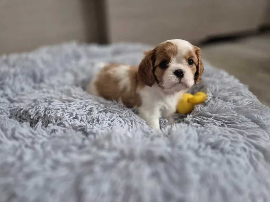 Cavalier King Charles