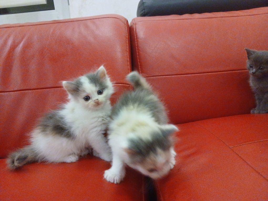 Безкоштовно кошенята