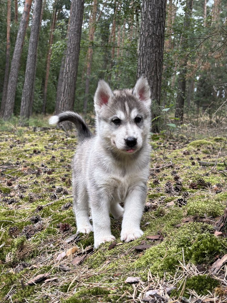 Husky – urocze szczenię z rodowodem, gotowe do odbioru!