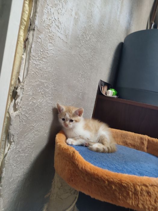 Продам здорове ,активне кошеня породи скоттиш  страйт.