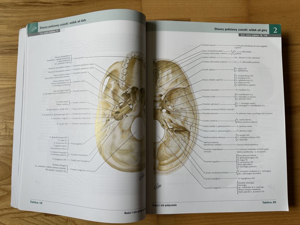 Atlas Anatomii Człowieka, Netter, Łaciński, wyd. 7