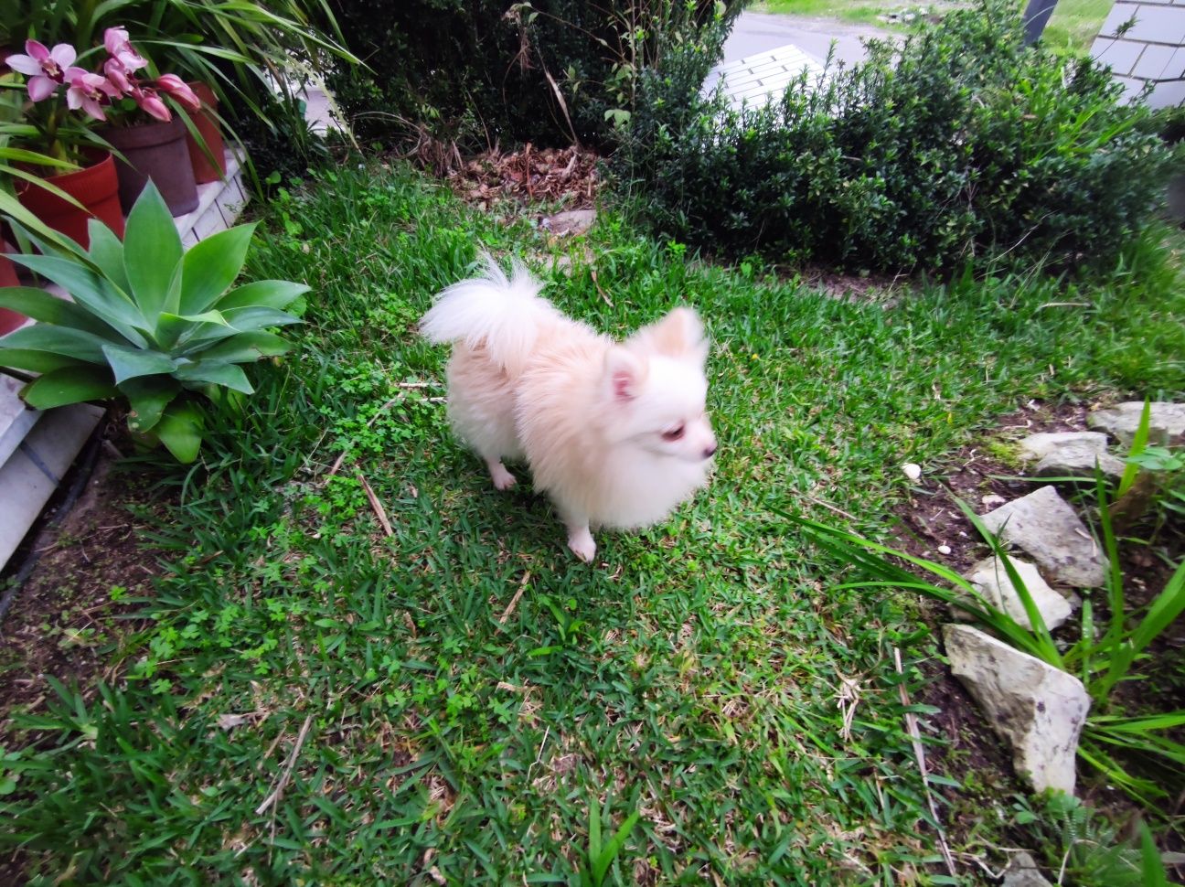 spitz alemao Lulu da Pomerânia com 1 ano super miniatura