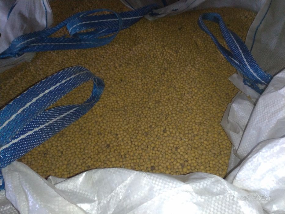 Соя Канадський сорт "Венус"