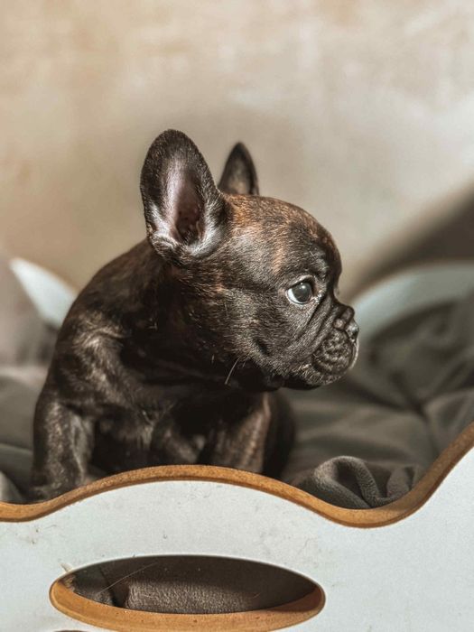 Gracjan Buldog francuski ZKWP