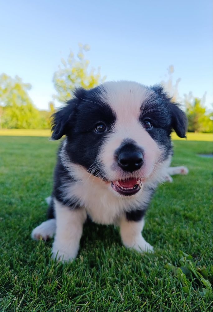 Piesek border collie