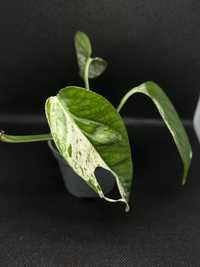 Epipremnum Pinnatum Marble Variegata