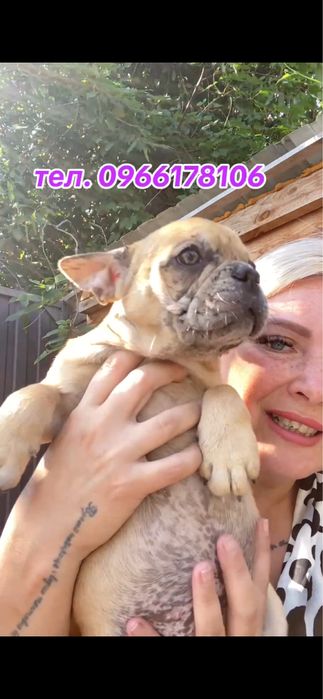 Дівчинка блакитно-палевий мерле