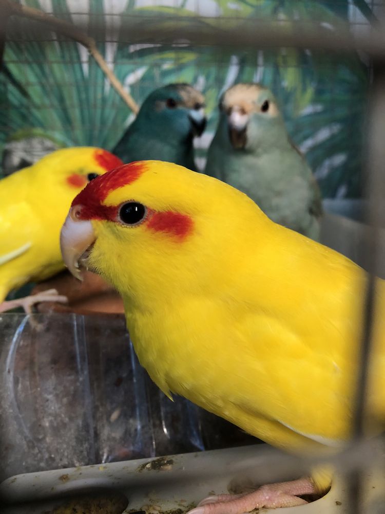 Kakarikis  2 machos amarelo e azul