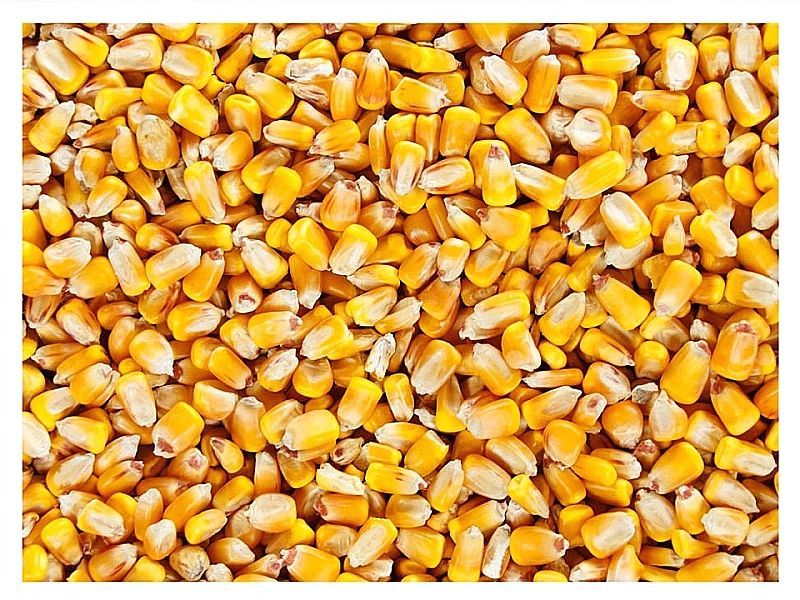 5kg Kukurydza żółta ziarno karma pasza dla gryzoni królików całe drobn
