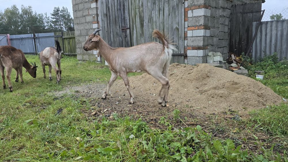 Koza mix toggenburski i AN