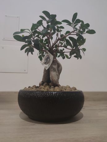 Vaso para bonsai cerâmica