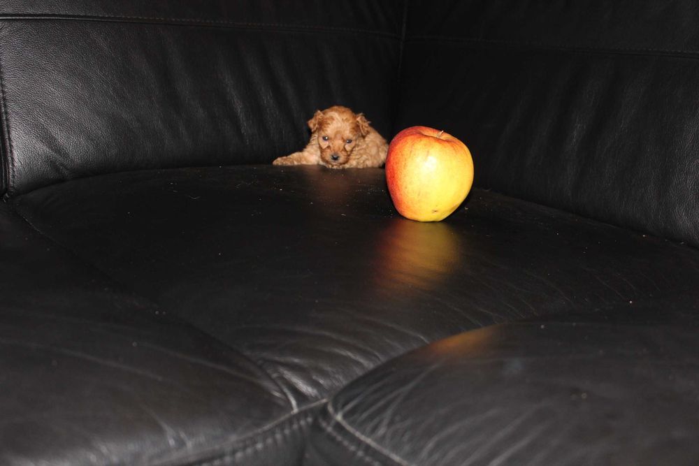 Pudel Toy/Miniatura Piesek 2