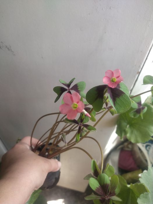 Кисличка,           .