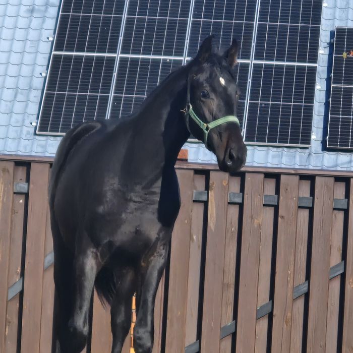 Ogierek wielkopolski