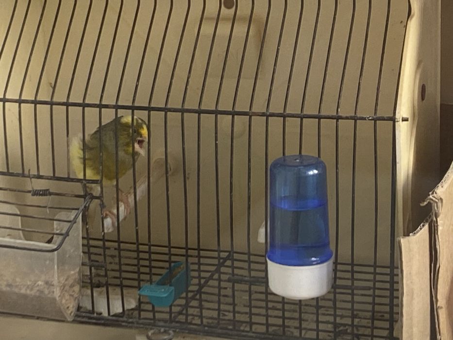 Canarios timbrados espanhol