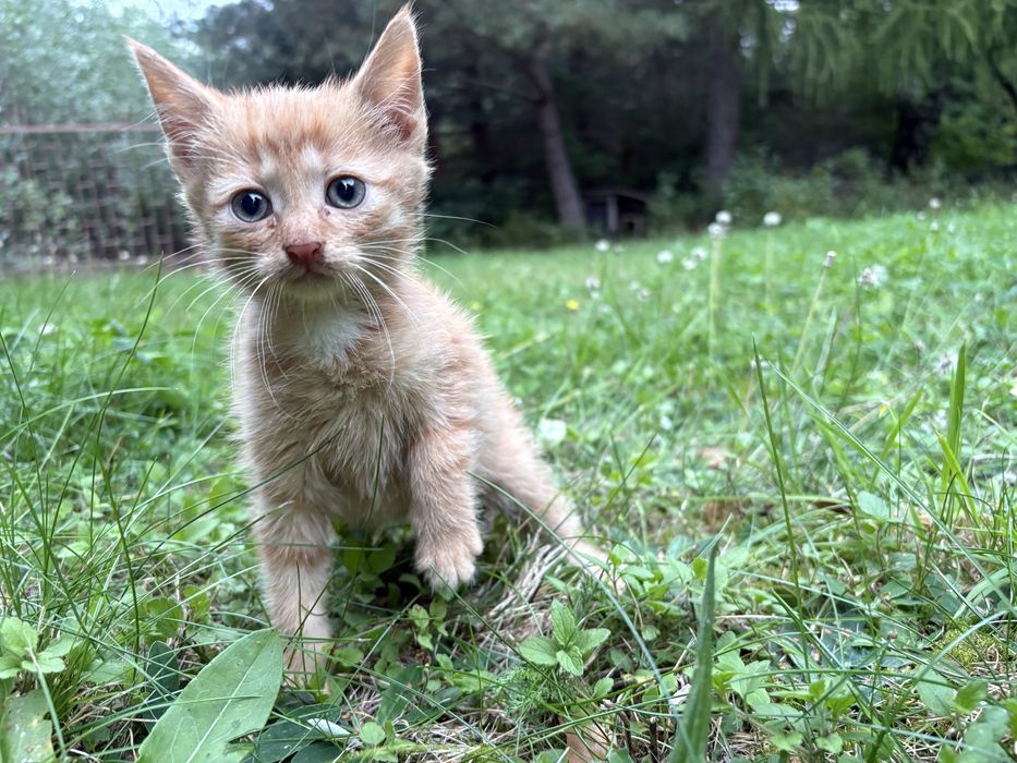 Rudy kocurek Marshall do adopcji - pokochaj
