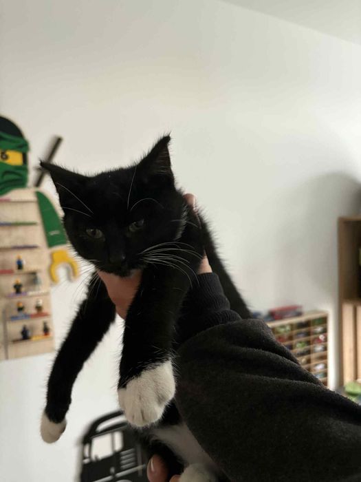 Kocurek wypatruje domku