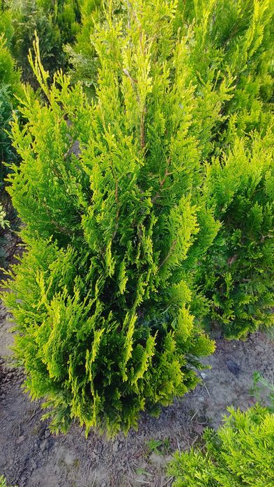 Thuja, KÓRNIK 150 cm bardzo ładna duża gęsta - pakiety promocja okolic