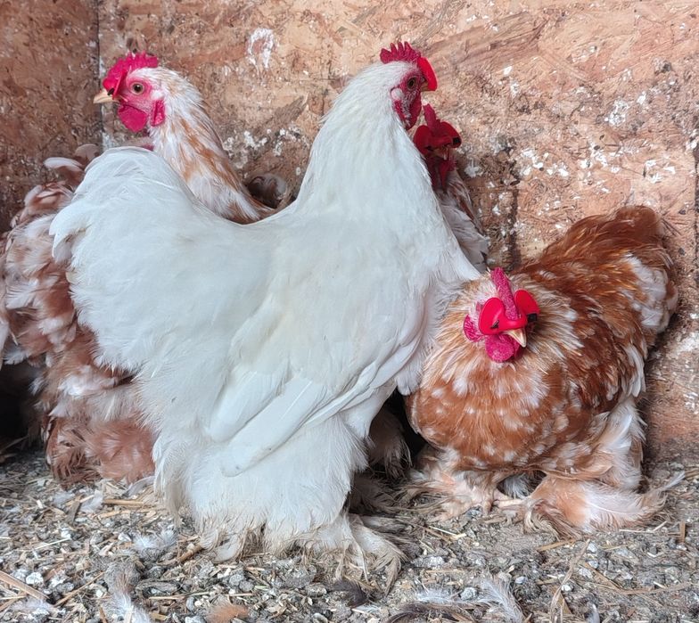 Karzełek kochin kogutki